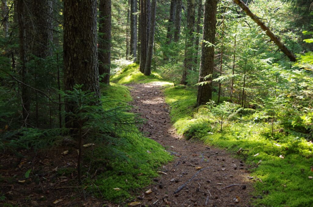 Path in Woods | North Country Council